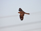 Lesser Nighthawk