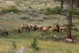 Elk