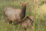 Female Elk Nursing
