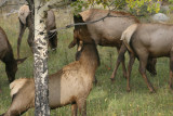 Female Elk