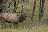 Male Elk Sharpening