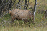 Male Elk Sharpening