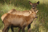 Female Elk