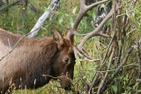 Male Elk Sharpening