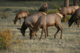 Elk