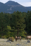 Elk