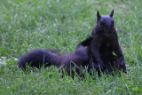 X-Rated Black Squirrels