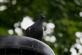 Pigeon Lookout