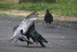 Pigeons Fighting