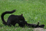X-Rated Squirrel Activity