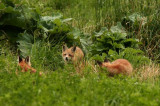 Three of the five kits 