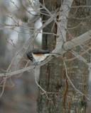 Tufted Titmouse