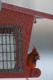 Male Cardinal