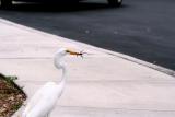 A Snowy Egret enjoys a lizard.  Taken in Florida.