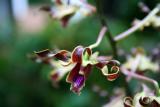 orchid garden V