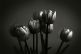23-02-08 tulips