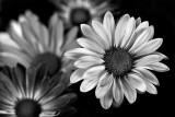 Flora B&W