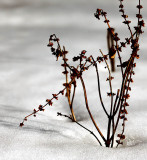 Winters Victor