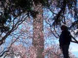 Obelisk and Blooms 2.jpg