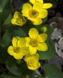 Marsh Marigold 4