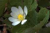 Bloodroot