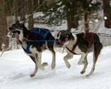 Sled dogs 2
