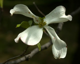 dogwood II