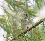  Vireo, Red-eyed