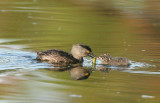 Least Grebe and chick feeding