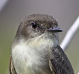 Eastern Phoebe,BioLab, Merritt Island,Fl.