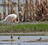 Flamingo , Cutler Wetlands, Homestead, Fl