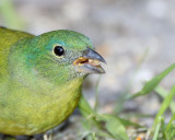 Painted Bunting, female