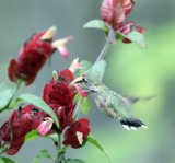  Hummingbird, Calliope