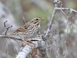  Sparrow, Savannah