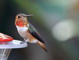 Hummingbird, Allen's