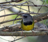 Mourning Warbler