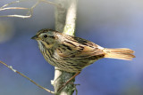  Lincolns Sparrow
