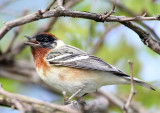 Bay-breasted Warbler