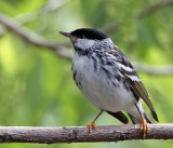 Blackpoll Warbler