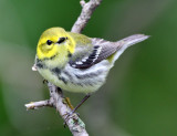  Black-Throated Green Warbler