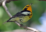 Blackburnian Warbler