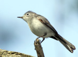  Blue-gray Gnatcatcher