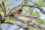  Bay breasted Warbler