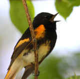 American Redstart , male singing