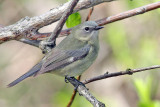  Black-throated blue Warbler, female