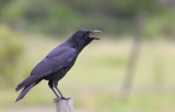 Crow, American