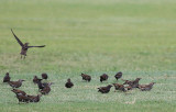   Starlings, Eastern