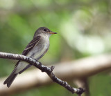  Eastern Wood -Pewee