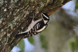 Woodpecker, Downey, female