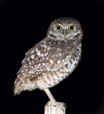 Burrowing Owl ,Taken at night on Marco Island,Florida,USA